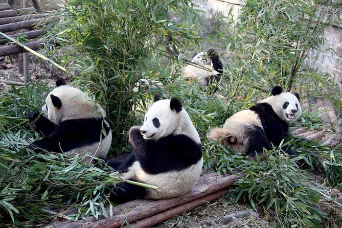 10-Day China Tour to Beijing, Xian, Chengdu and Shanghai - Beijing: Tiananmen Square, the Forbidden City, Lama Temple, and Temple of Heaven