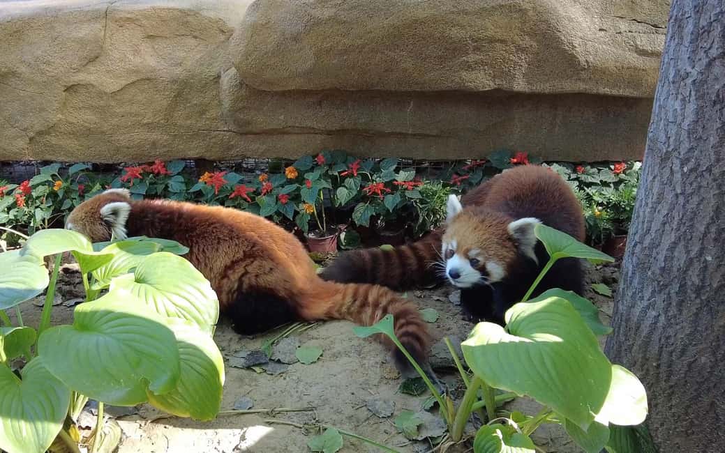 Beijing: Panda House Ticket (Zoo) new activities for 2026 - Key Things That Make This Ticket Package Work