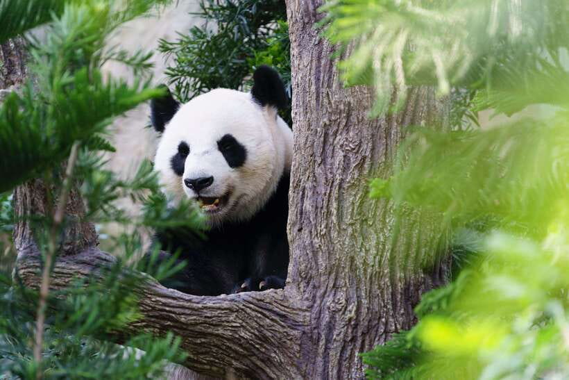 Beijing: Panda House Ticket (Zoo) new activities for 2026 - Getting Into Beijing Zoo Without the Usual Headaches