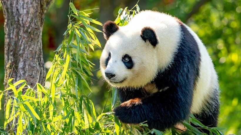 Beijing: Panda House Ticket (Zoo) new activities for 2026 - A One-Day Zoo Plan That Won’t Fray Your Nerves