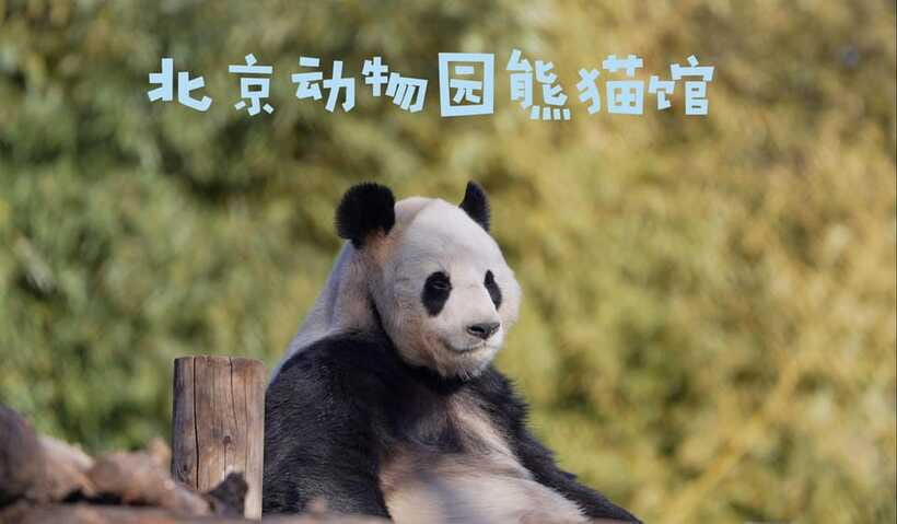 Beijing: Panda House Ticket (Zoo) new activities for 2026 - Value Check: What’s Included, What’s Not, and What That Means