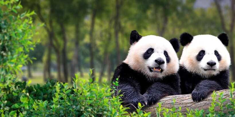 Beijing: Panda House w/Great Wall or City Sites Private Tour - Private-guide power: why the names matter
