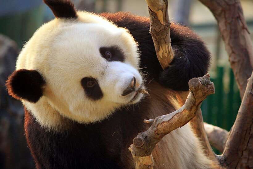 Beijing: Panda House w/Great Wall or City Sites Private Tour - Price and value at $144 per person: what you’re buying