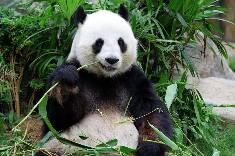 Beijing Private Tour: Summer Palace, Panda House and Options - Beijing Panda House: How to See Pandas Behave