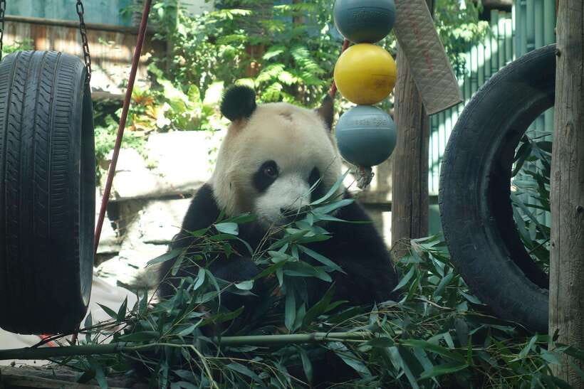 Beijing Private Tour: Summer Palace, Panda House and Options - Great Wall Choice: Mutianyu or Badaling with Cable Car Note