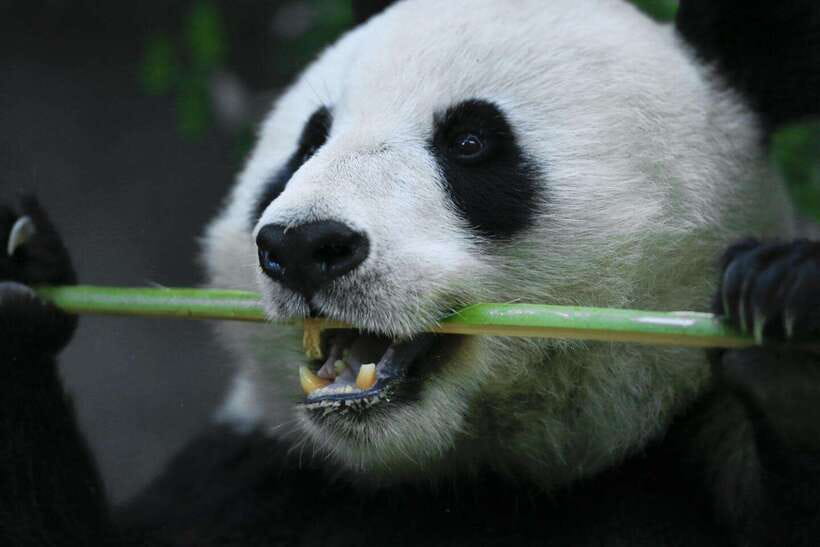 Beijing Private Tour: Summer Palace, Panda House and Options - Who Should Book This Private Tour