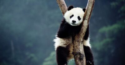 Beijing: Temple of Heaven, Panda House & Summer Palace Tour - Summer Palace with Dragon Lady stories: When scenery becomes a plot