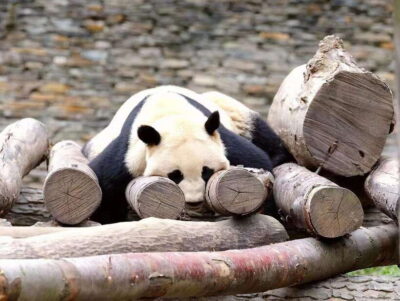 Beijing: The Beijing Zoo Entry Ticket with Pandas - Price and Value: $6 for a Zoo Visit That Actually Starts Fast