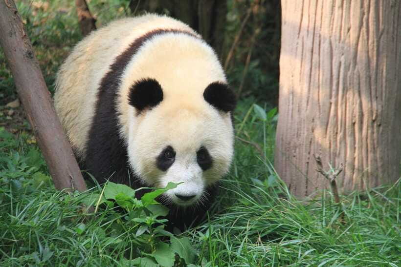 Beijing: The Beijing Zoo Entry Ticket with Pandas - A Realistic 3-Hour Plan That Doesn’t Feel Like a Sprint