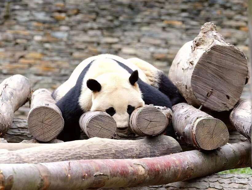 Beijing: The Beijing Zoo Entry Ticket with Pandas - Price and Value: $6 for a Zoo Visit That Actually Starts Fast